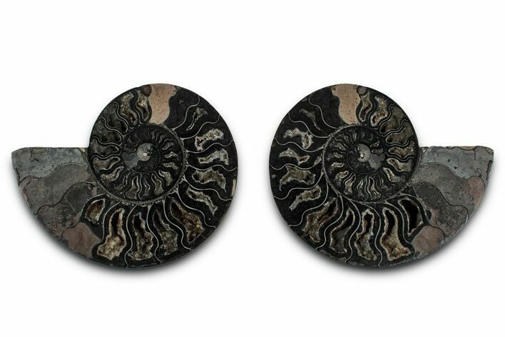 Cut & Polished Ammonite Fossil - Unusual Black Color #339135